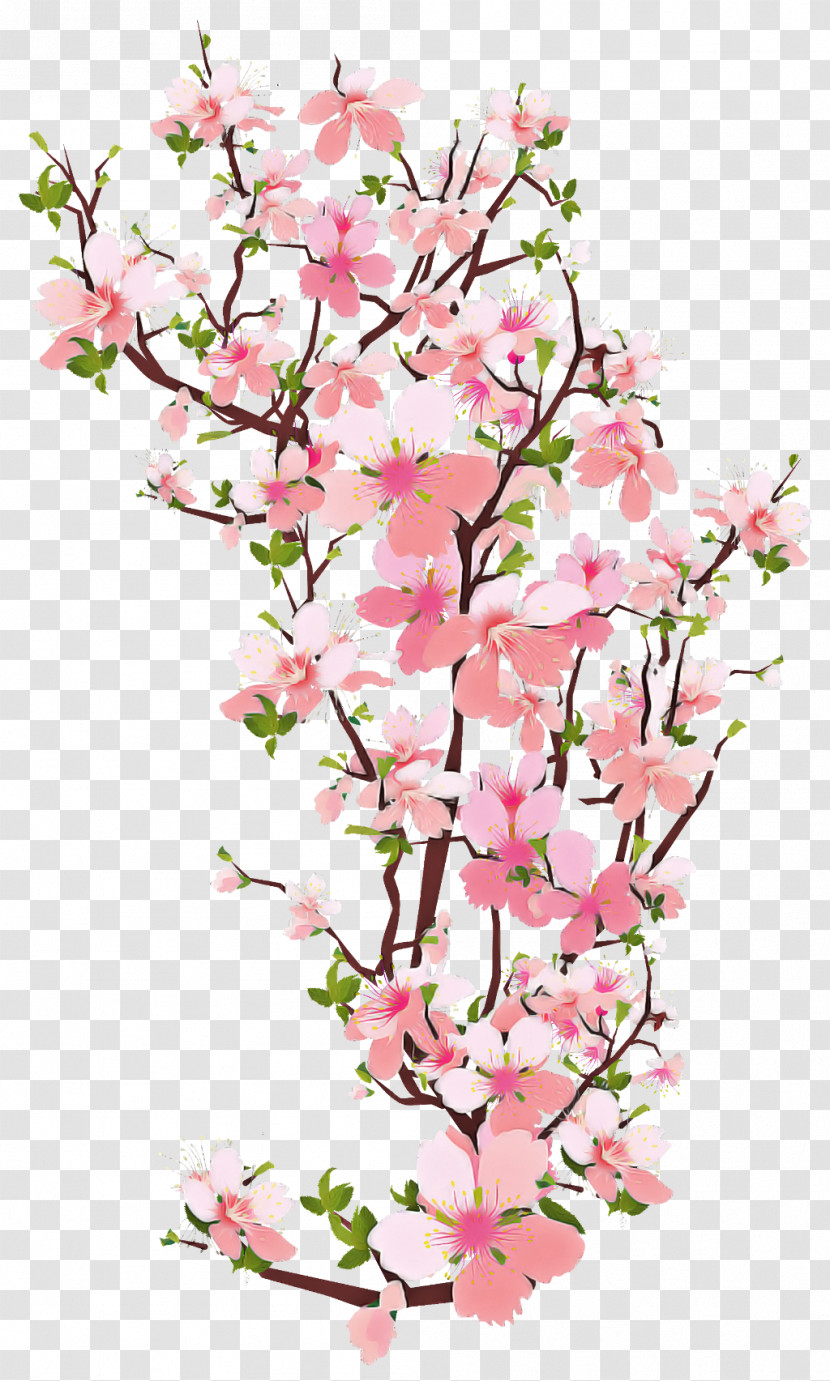 Cherry Blossom Transparent PNG