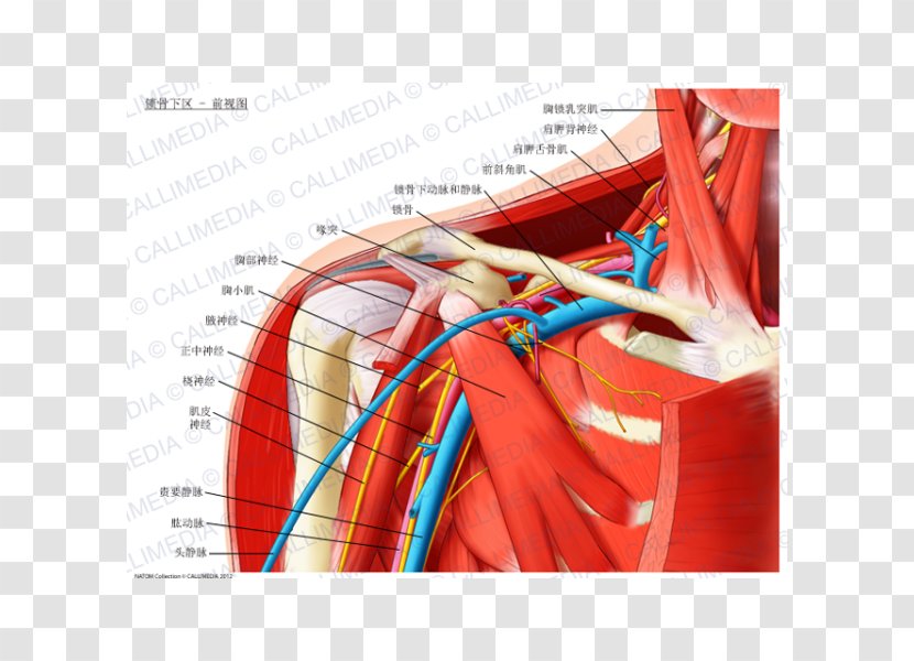 Infraclavicular Fossa Anatomy Subclavian Artery Scalene Muscles Brachial Plexus - Cartoon - Sternocleidomastoid Muscle Transparent PNG