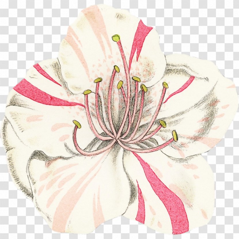 Flower White Pink Plant Petal - Wildflower Drawing Transparent PNG