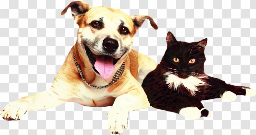 Dog And Cat - Kitten American Staffordshire Terrier Transparent PNG