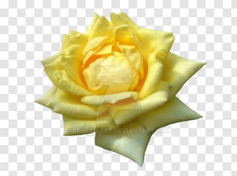 Garden Roses Yellow Flower Petal - Rose Transparent PNG