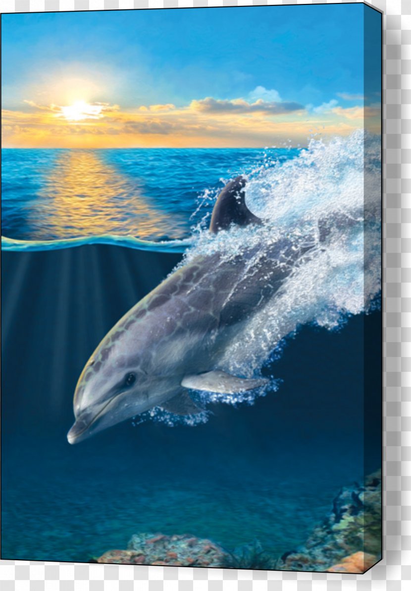 Porpoise Dolphin Art Image Drawing Transparent PNG