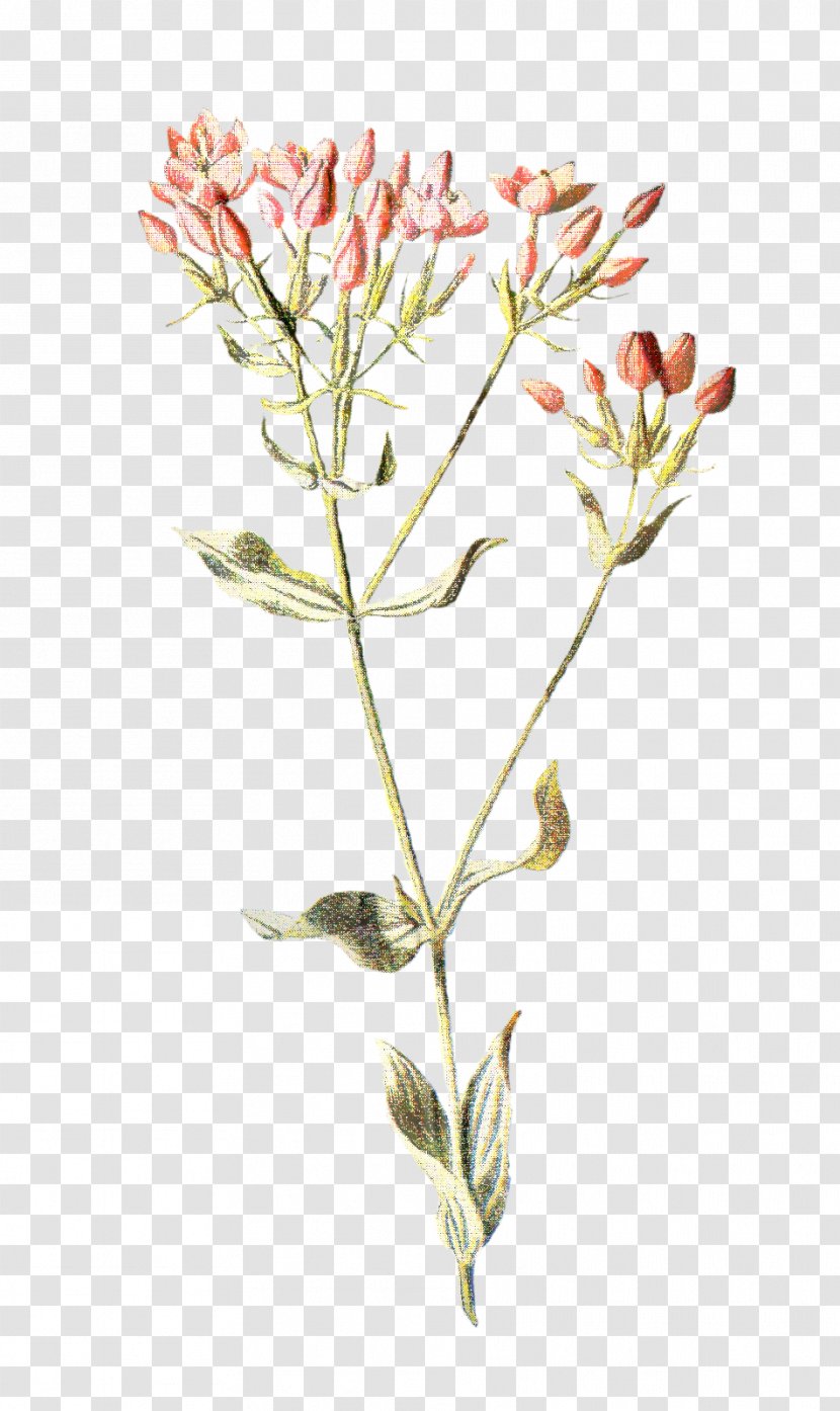 Drawing Of Family - Familiar Wild Flowers - Pink Centaurium Transparent PNG