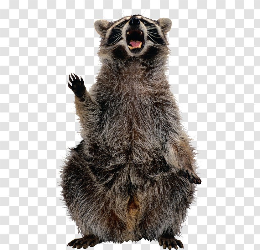 Raccoon Clip Art - Terrestrial Animal Transparent PNG