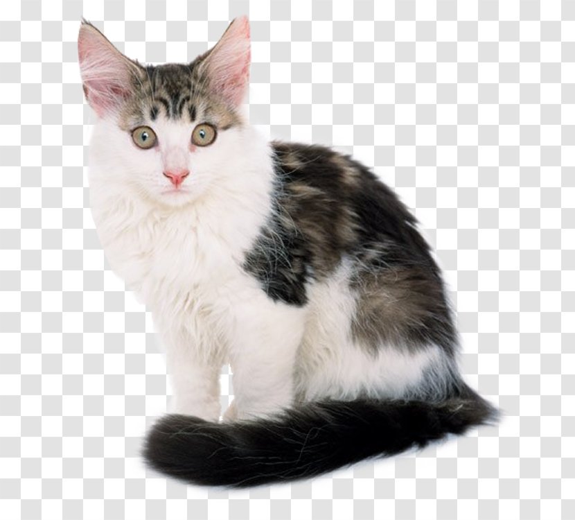 Caucasian Wildcat Kitten Dog Black Cat - Aegean - Cute Transparent PNG