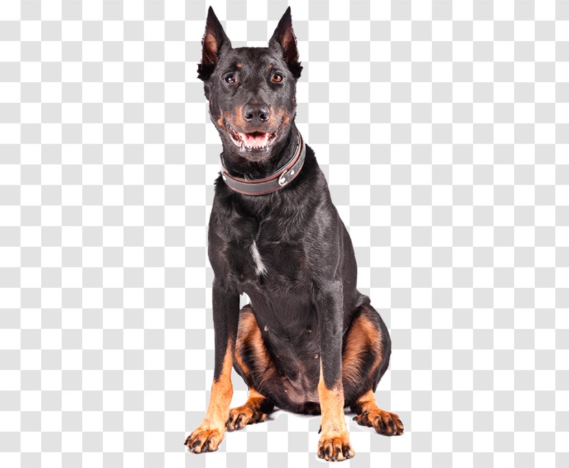 Dobermann Ormskirk Terrier German Pinscher Manchester Australian Kelpie - Vulnerable Native Breeds - Cerro De La Silla Transparent PNG