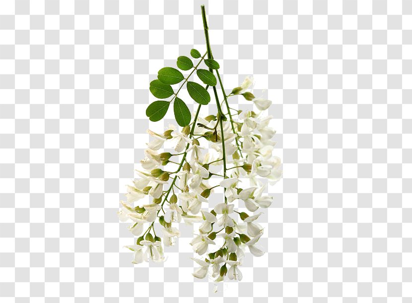 Floral Design White Acacia Flower Stock Photography Transparent PNG