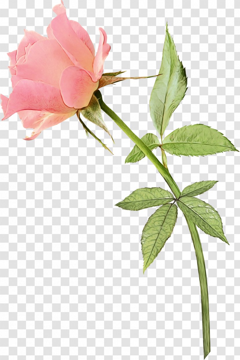 Rose - Plant - Prickly Transparent PNG