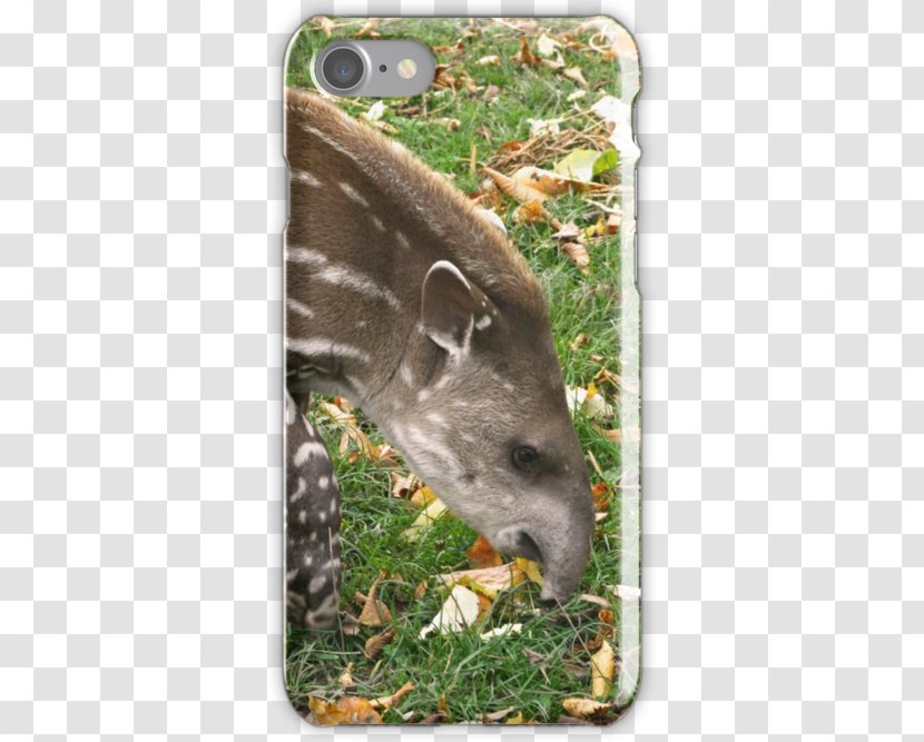 Tapir Marsupial Deer Snout Wildlife Transparent PNG