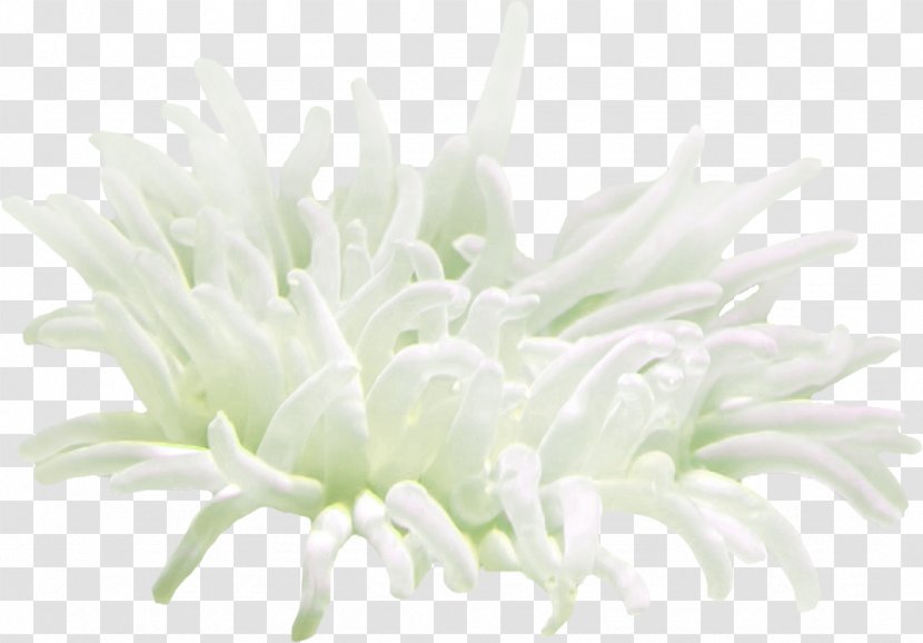 GIF PhotoFiltre Jellyfish Coral - Sea - Animal Transparent PNG