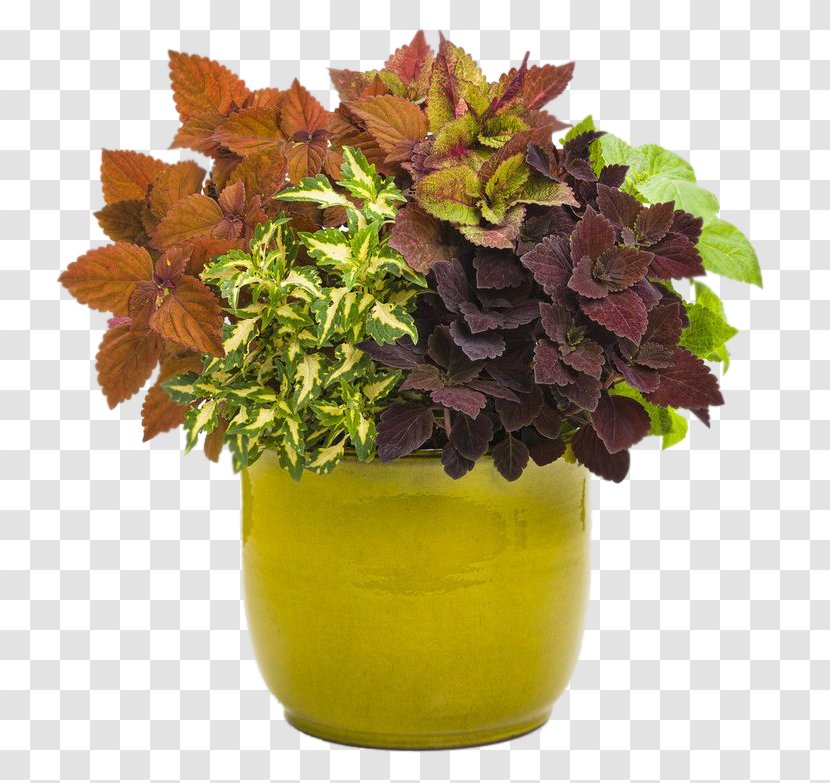 Coleus Solenostemon Plectranthus Scutellarioides Garden Annual Plant - Flower - Variegation Transparent PNG