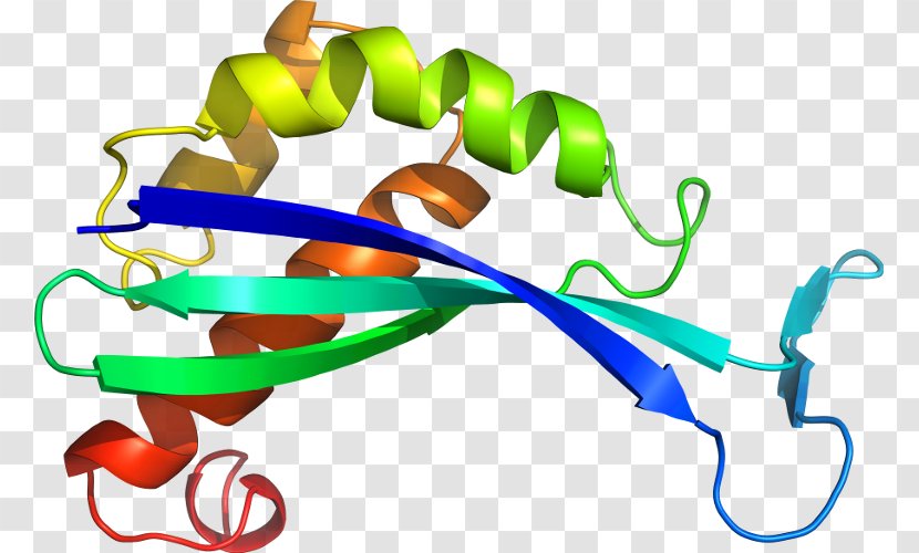 Line Clip Art - Artwork - Phospholipase A2 Transparent PNG