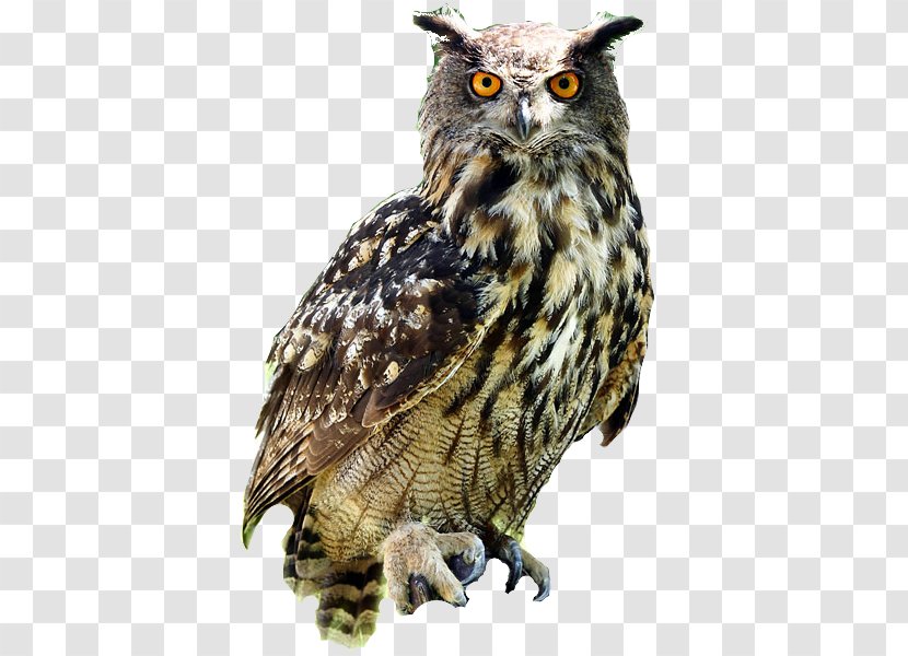 Eurasian Eagle-owl Bird Snowy Owl Blakistons Fish Great Horned - Little - Free Download Transparent PNG
