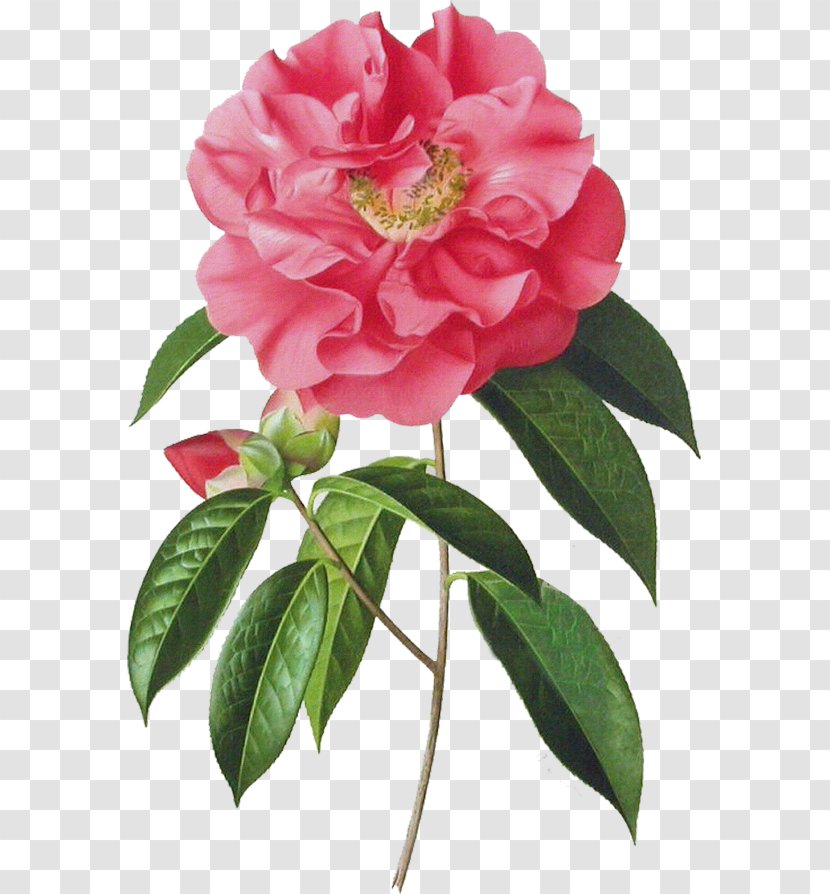 Garden Roses Japanese Camellia Art Painting - Annual Plant Transparent PNG