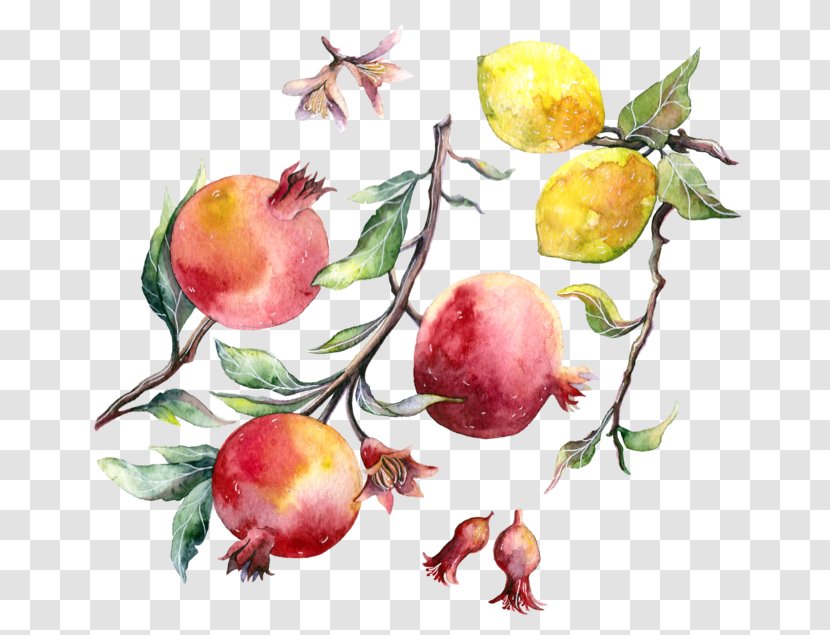 Pomegranate Apple Watercolor Painting Drawing - Plant Transparent PNG