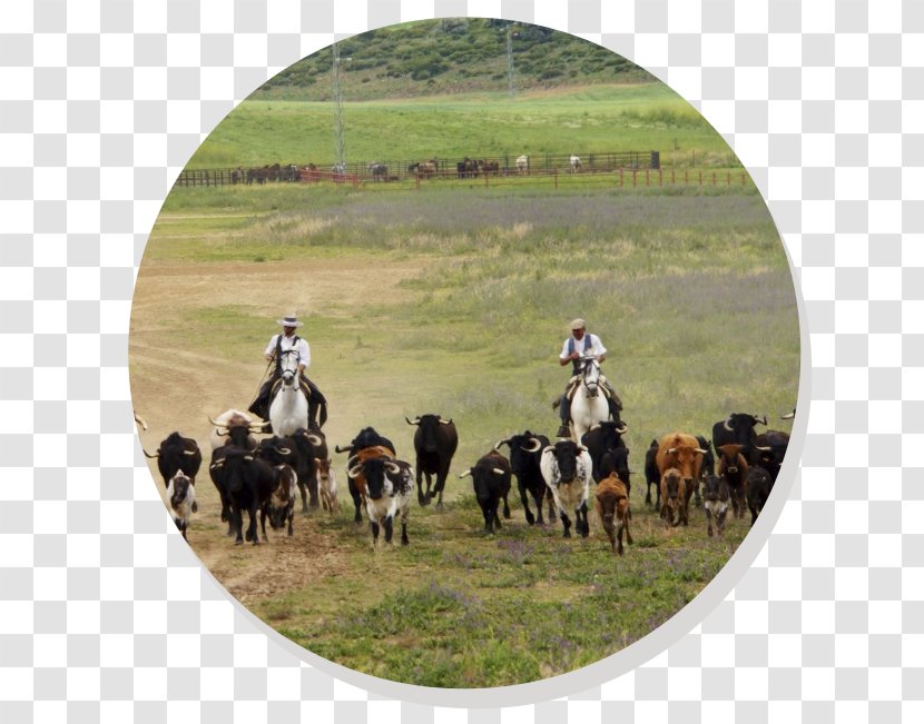 Medina-Sidonia Spanish Fighting Bull Taurine Cattle El Puerto De Santa María Chiclana La Frontera - Pasture Transparent PNG