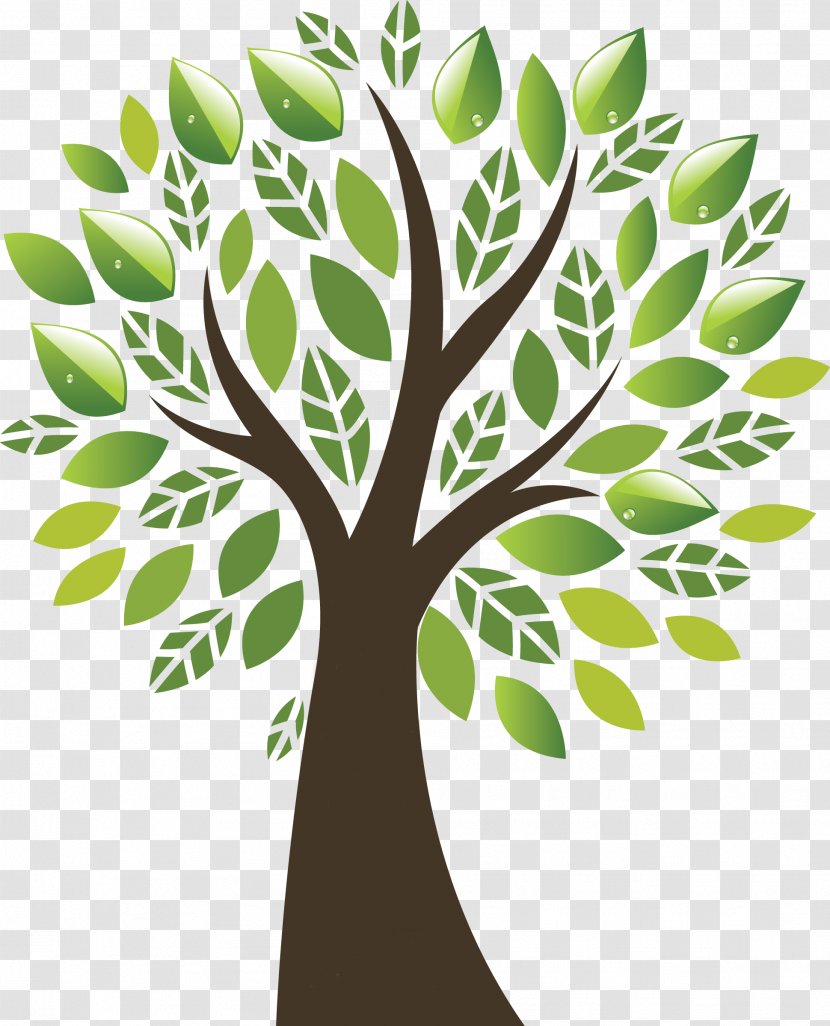 Donation Resource Family Organization Research - Woody Plant - Botany Transparent PNG