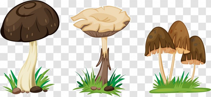 Mushroom Drawing Illustration - Wood - Cartoon Material Transparent PNG