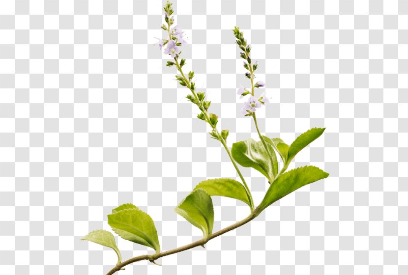 Holy Basil Heath Speedwell Ricola Herb White Horehound - Fines Herbes - Candy Transparent PNG