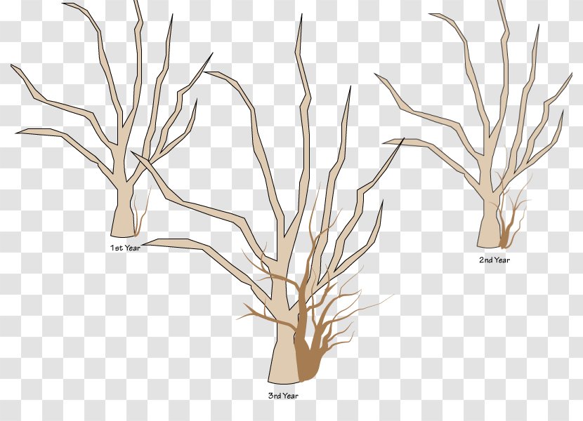Tree Branch Woody Plant Apples Pruning Transparent PNG