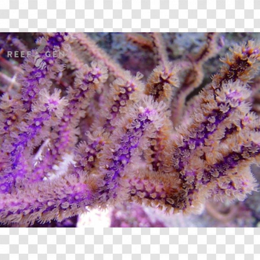 Scleractinia Alcyonacea Coral Reef Colony - Photosynthesis - Plexaura Transparent PNG