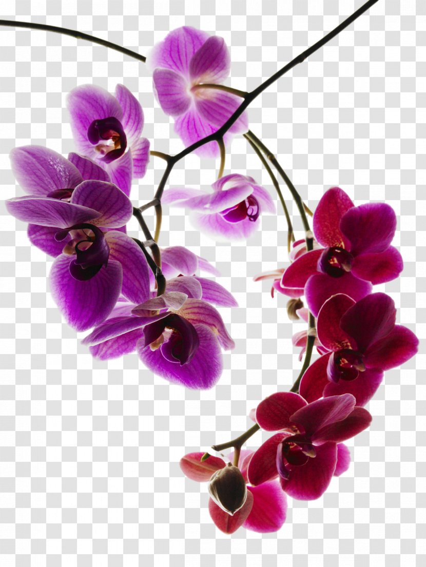 Orchids Phalaenopsis Aphrodite Orchis Simia Caleana Major Photography - Violet - Botanical Transparent PNG