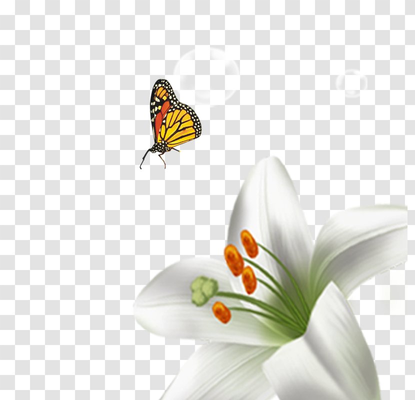 Download Flower Computer File - Invertebrate - Lily Transparent PNG