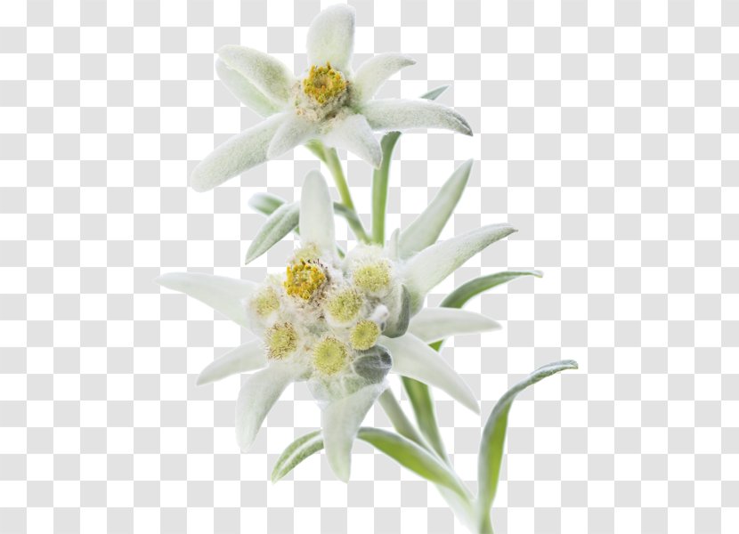 Edelweiss Alps Stock Photography Flower - Blossom - Alpine Transparent PNG