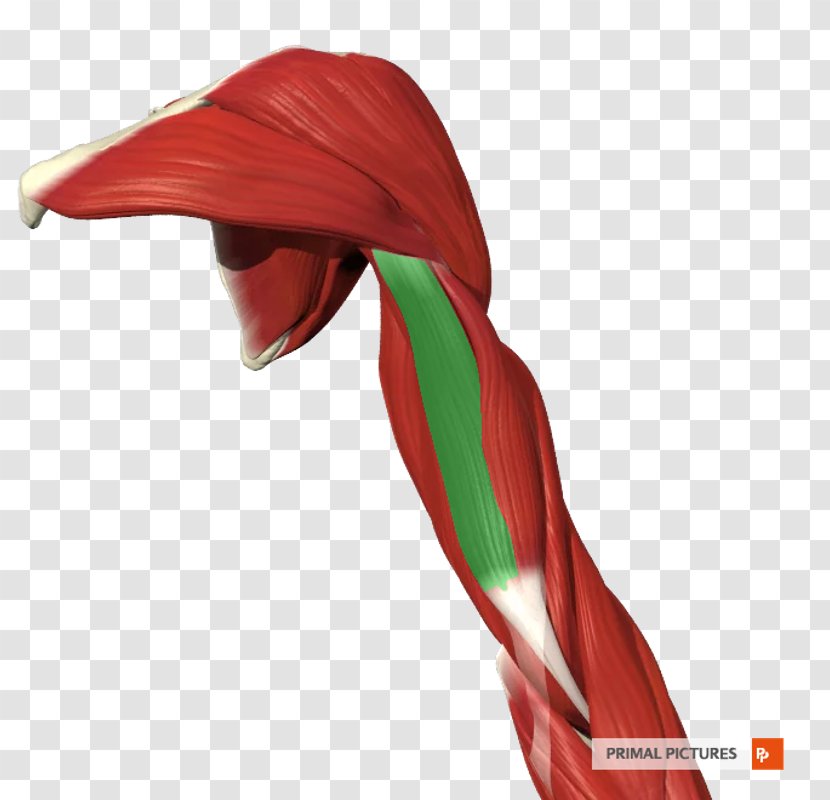 Triceps Brachii Muscle Arm Biceps Human Anatomy Transparent PNG