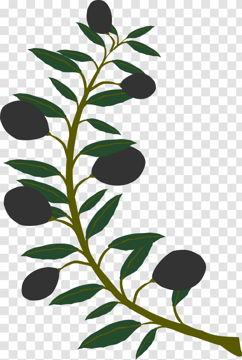 Olive Branch Clip Art - Flora - Olives Transparent PNG