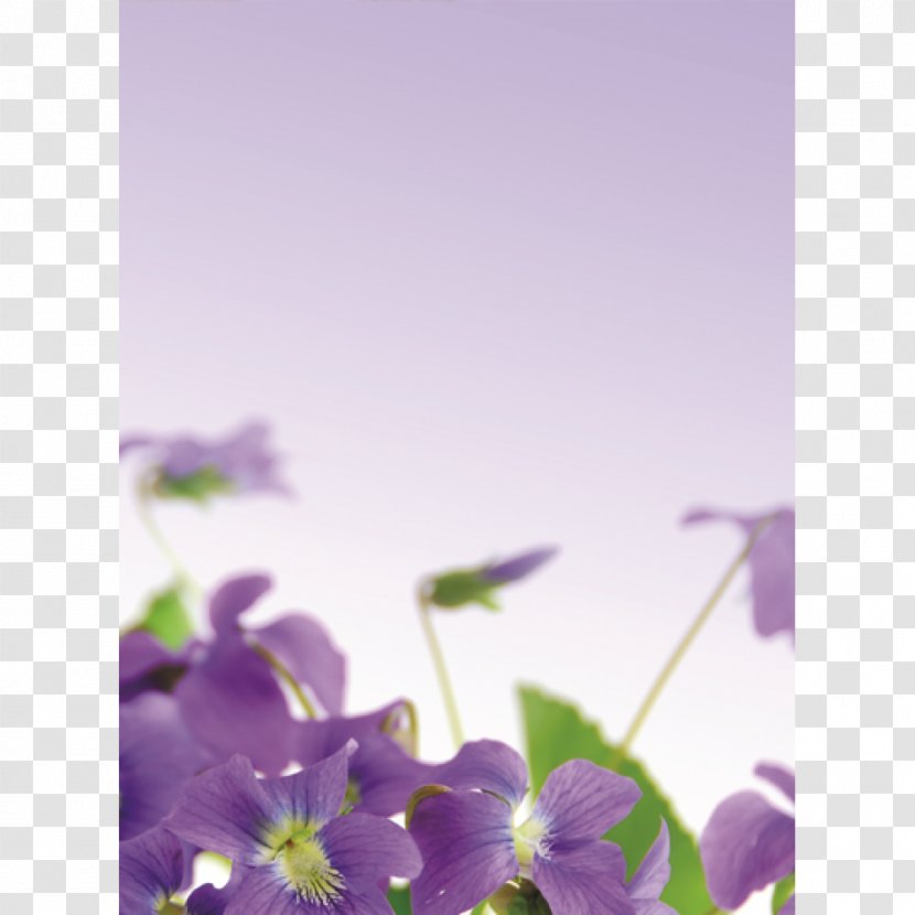 Sweet Violet Purple Lilac Flower - Skin Transparent PNG