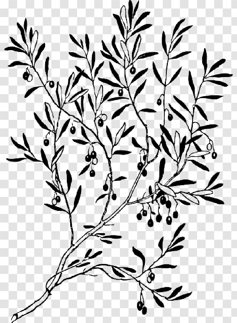 Olive Branch Vector Graphics Clip Art Silhouette - Leaf - Oyster Pearl Transparent PNG