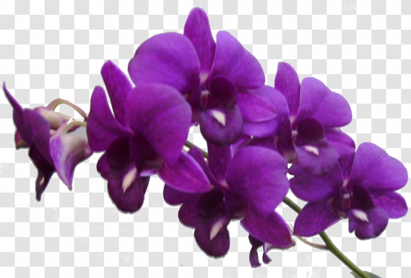 Flower Purple Violet Clip Art - Bouquet - Frame Res Flowers By Transparent PNG