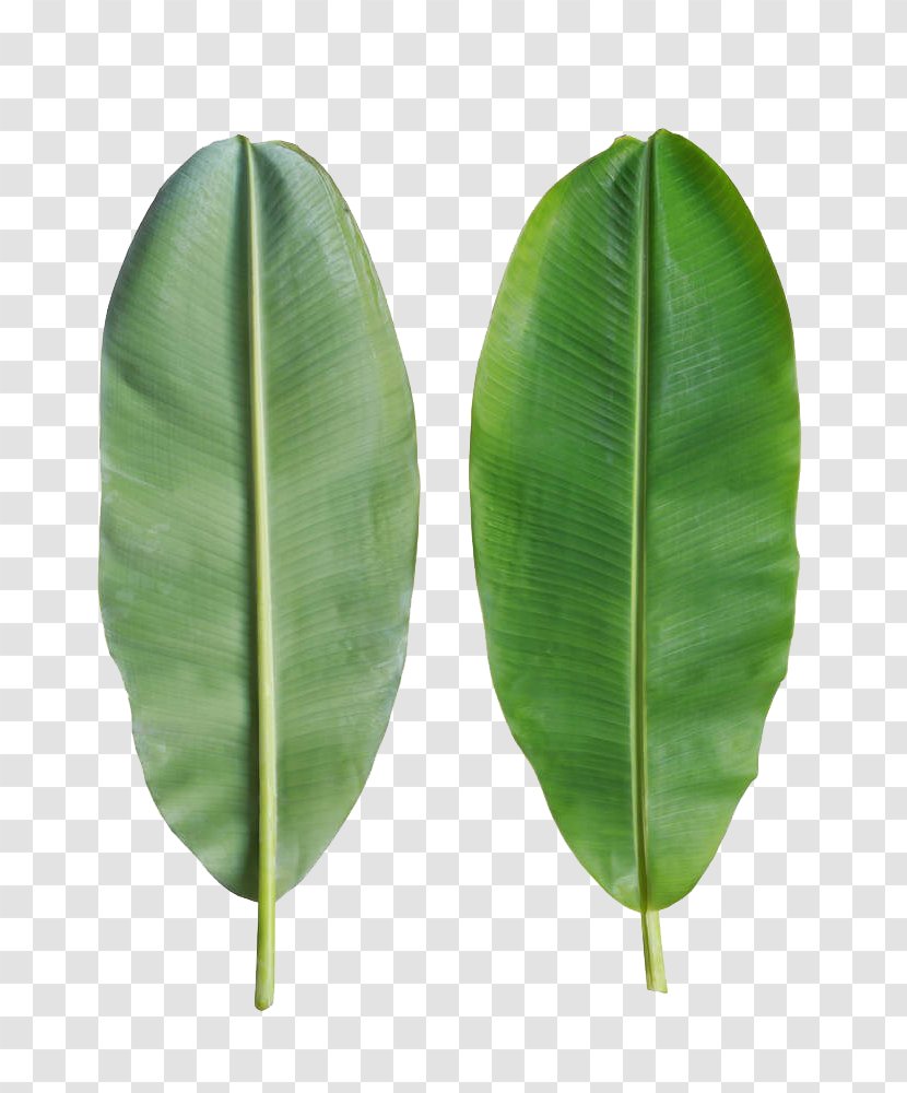Banana Leaf Bánh Tét - Stock Photography - Leaves Are On The Back Transparent PNG