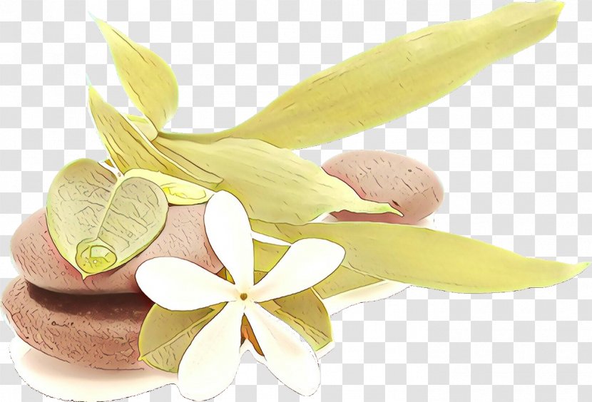 Frangipani Plant Petal Flower Lemon - Perennial Food Transparent PNG