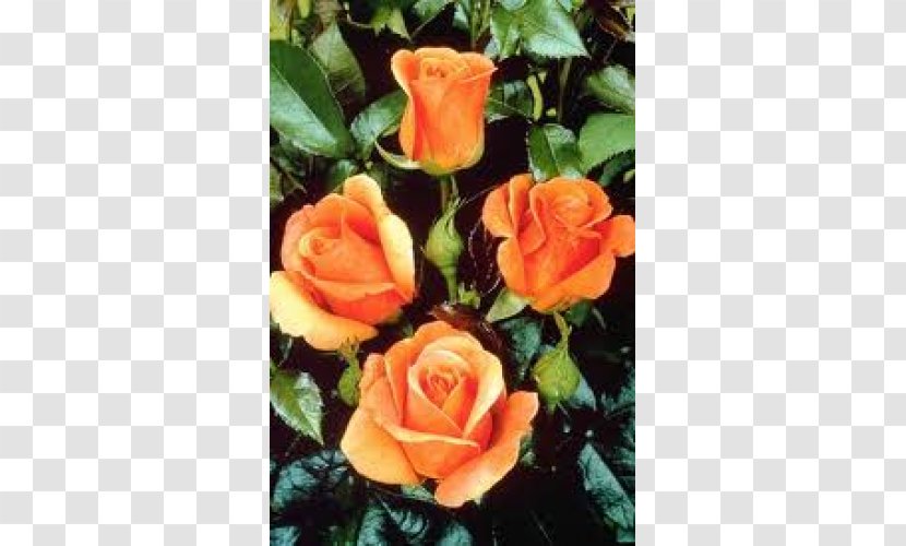 Floribunda Garden Roses Rosa Chinensis Memorial Rose Cut Flowers - Peach - Food Transparent PNG