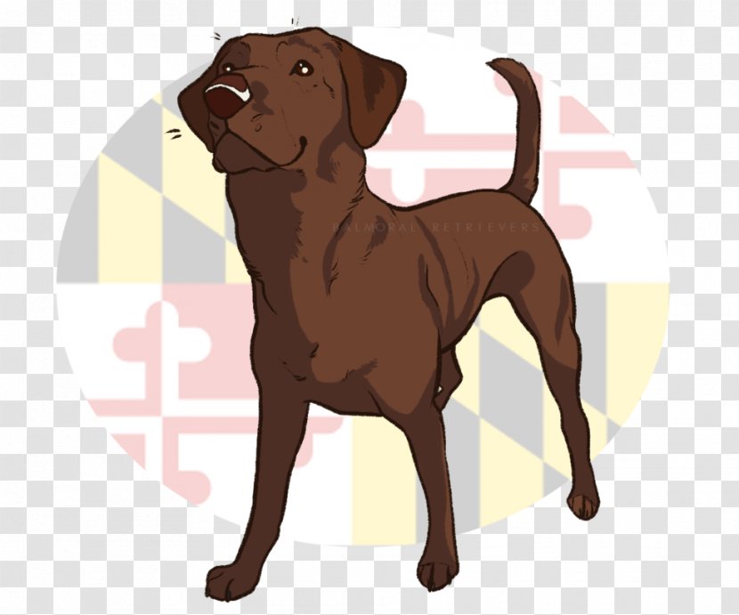 Labrador Retriever Chesapeake Bay Dog Breed Puppy Companion - Carnivoran Transparent PNG