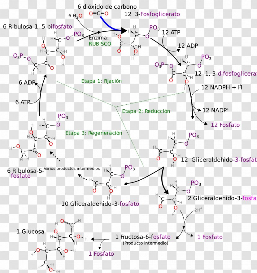Calvin Cycle Photosynthesis Citric Acid Ribulose 1,5-bisphosphate RuBisCO - Biochemistry - Diagram Transparent PNG