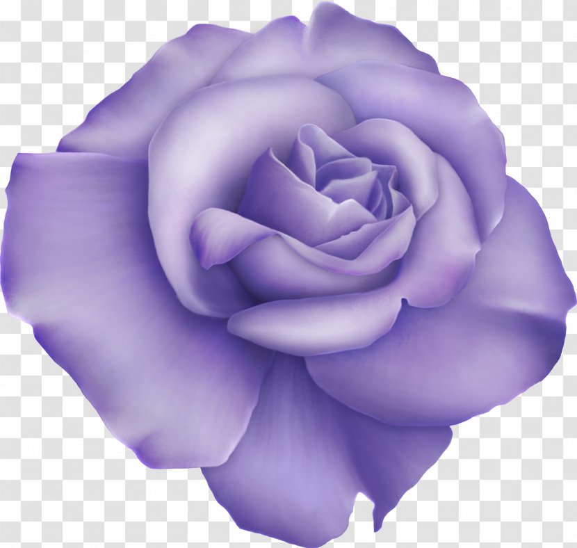Garden Roses Digital Image Clip Art - Rosa Centifolia - Barnali Bagchi Transparent PNG