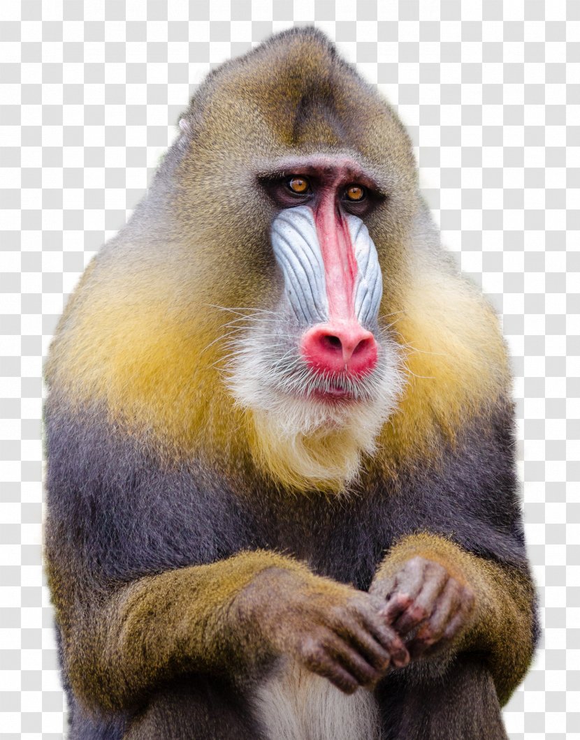 Mandrill Baboons Macaque Monkey Transparent PNG