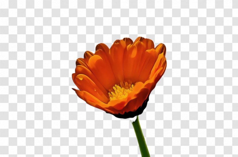 Poppy Flower - Annual Plant - Oriental Daisy Family Transparent PNG
