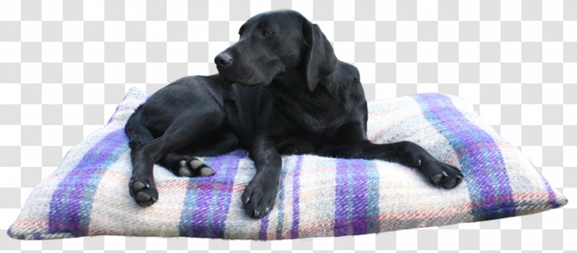 Labrador Retriever Flat-Coated Dog Breed Snout - Paw - Sleep Transparent PNG