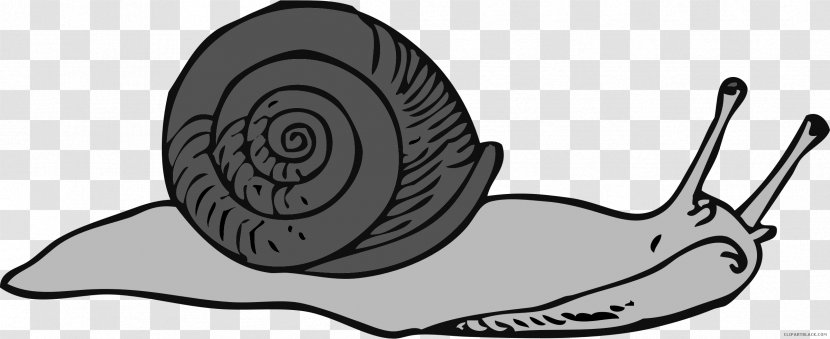 Snails & Slugs Clip Art Vector Graphics Sea Snail - Shoe Transparent PNG