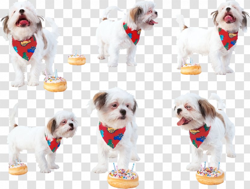 Dog Breed Shih Tzu Torte Puppy Clip Art - Lady Transparent PNG