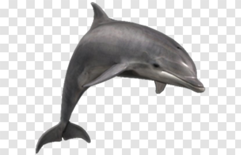 Common Bottlenose Dolphin Clip Art River - Whales Dolphins And Porpoises Transparent PNG