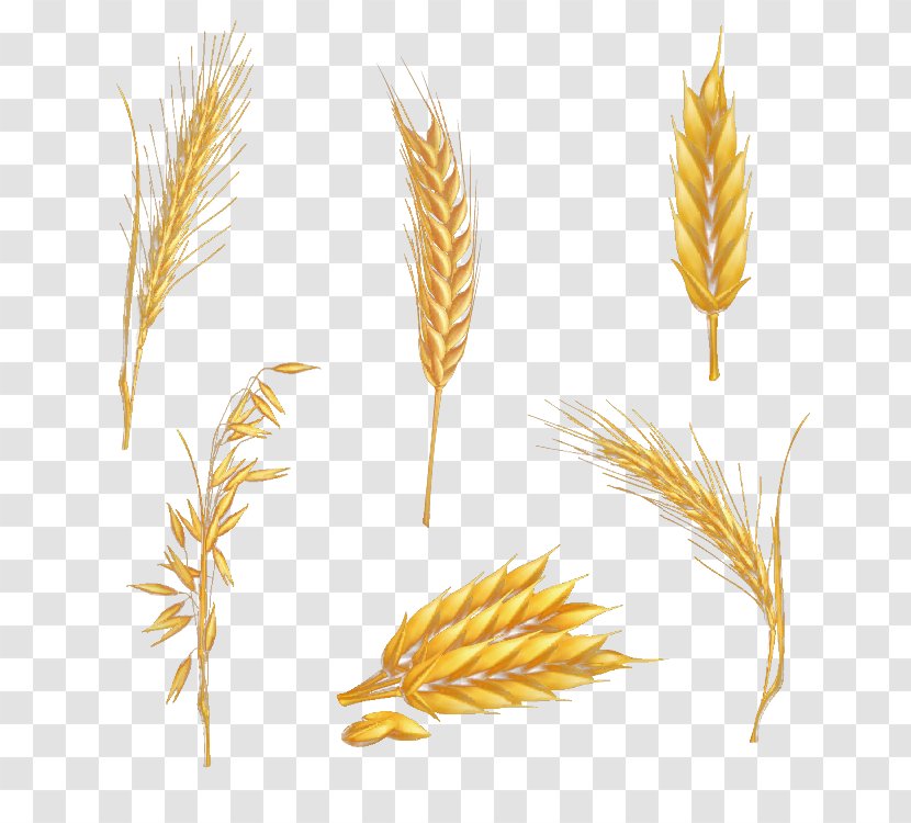 Drawing Clip Art - Line - Wheat Transparent PNG