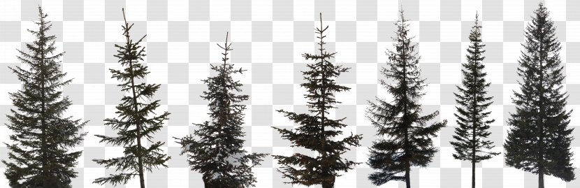 Tree Image Conifers Scots Pine - Red - Vintage Transparent PNG