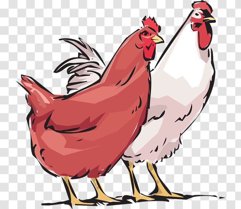 Chicken As Food Poultry Farming Rooster - Kifaranga - Cockhd Transparent PNG