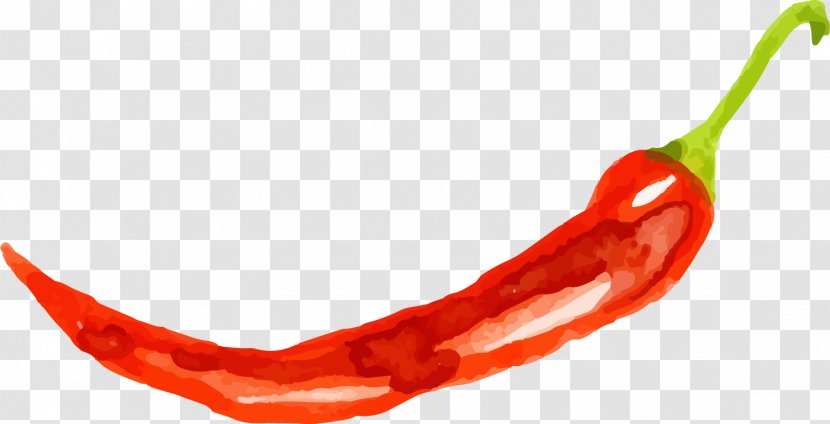 Tabasco Pepper Cayenne Chile De Xe1rbol Chili - Peperoncino - Vector Painted Transparent PNG