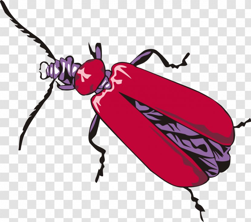 Beetle How To Draw Insects Drawing Clip Art - Arthropod Transparent PNG